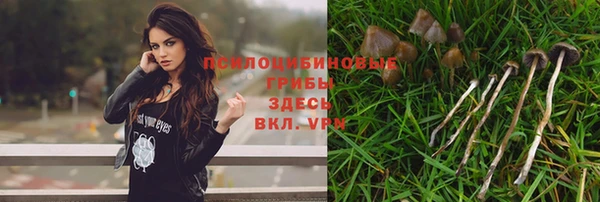 прущие грибы Михайловск